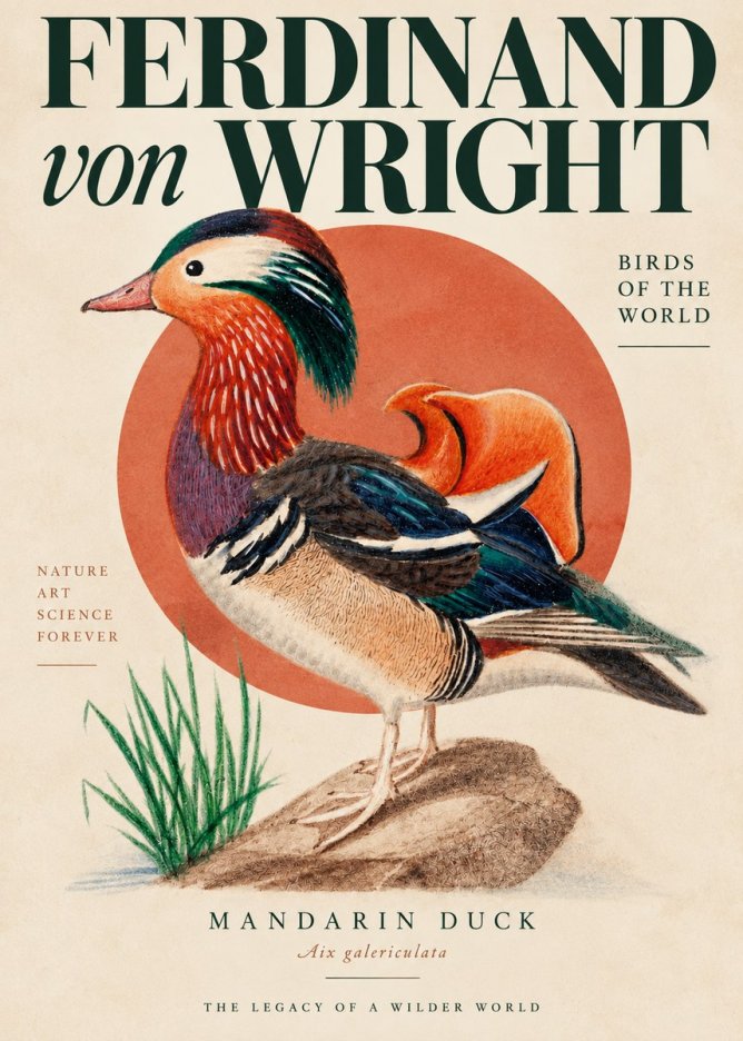 Ferdinand von Wright Mandarin Duck No4 - Plakat