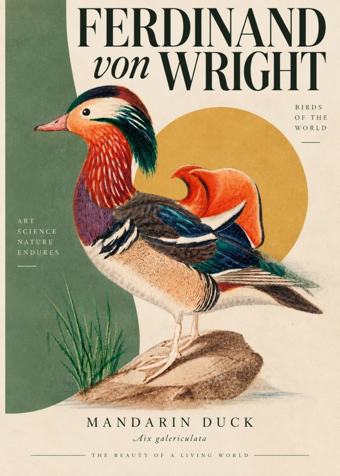 Ferdinand von Wright Mandarin Duck No5 - Plakat