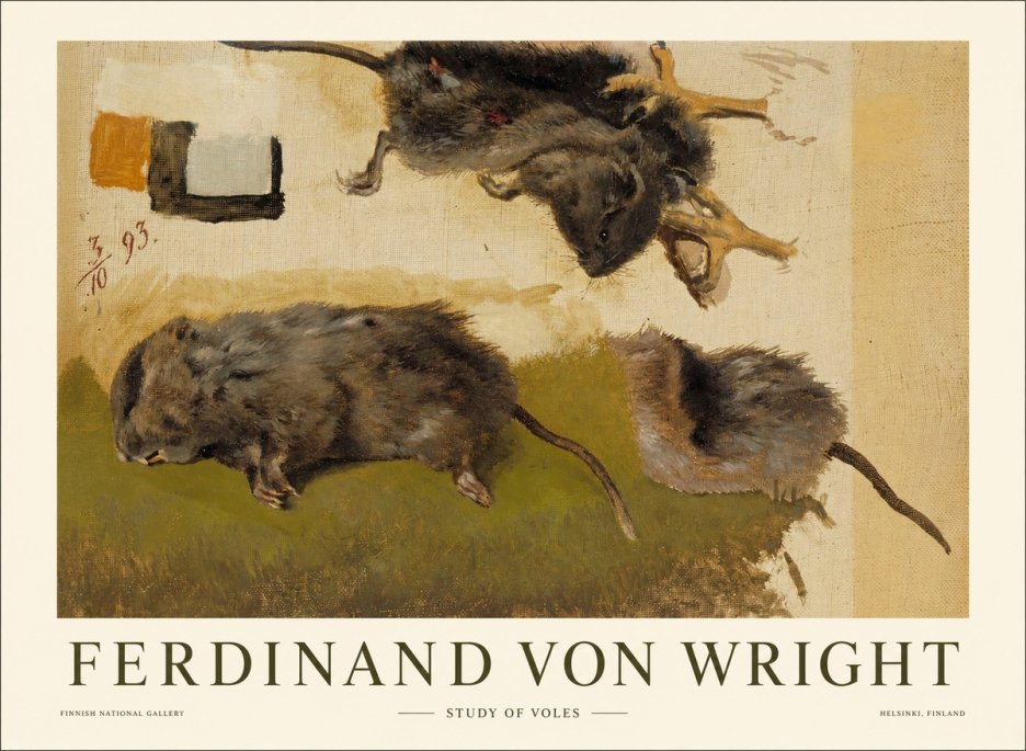 Ferdinand von Wright Studies of Lemmings No2 - Plakat