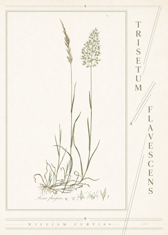 William Curtis Trisetum Flavescens III No4 - Plakat