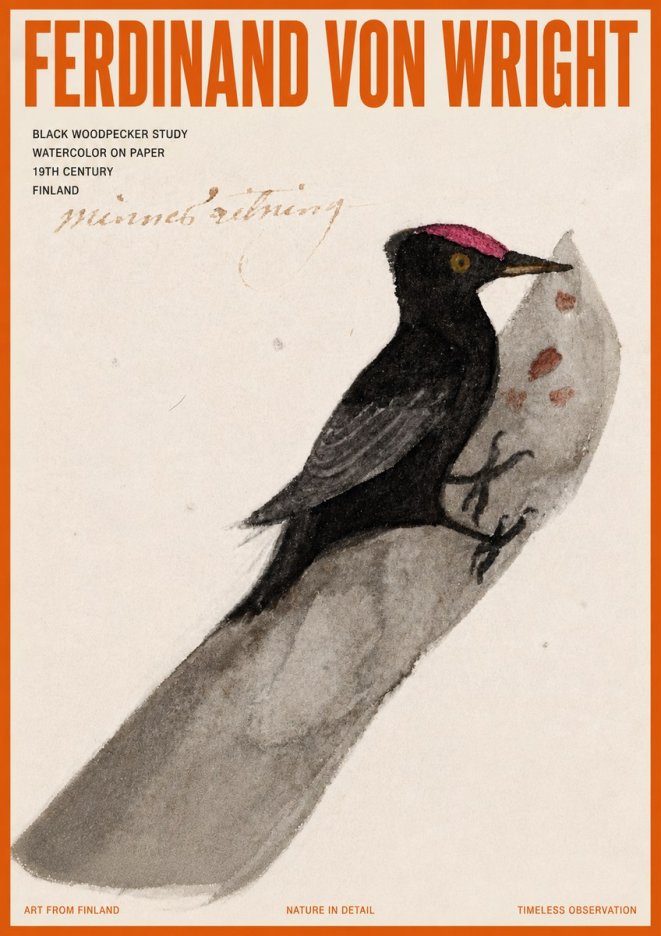 Ferdinand von Wright Black Woodpecker Study No5 - Plakat