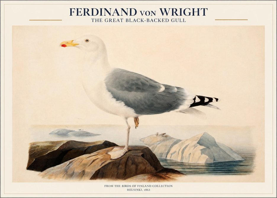 Ferdinand von Wright The Great Black-backed Gull No1 - Plakat