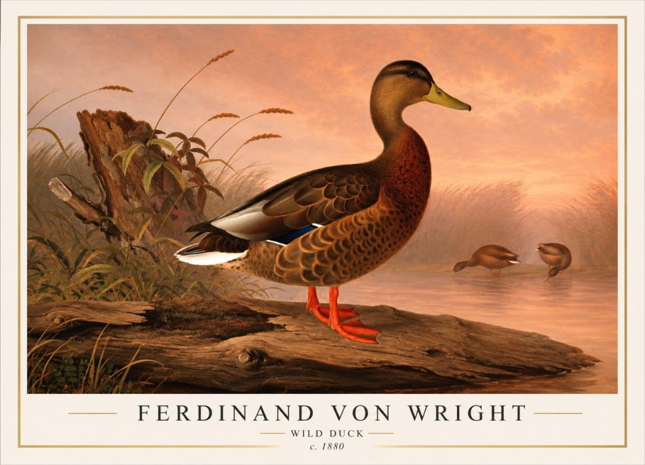 Ferdinand von Wright Wild Duck No1 - Plakat