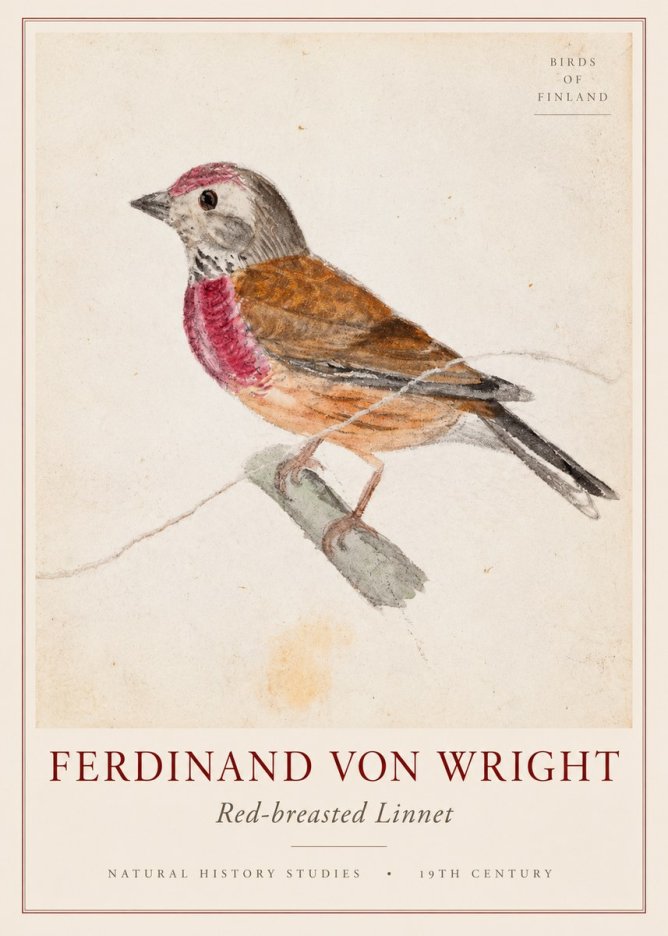 Ferdinand von Wright Bird Study No3 - Plakat