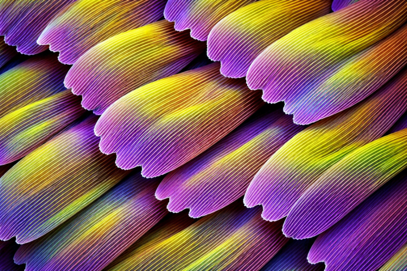 Uploaded
wallpaper