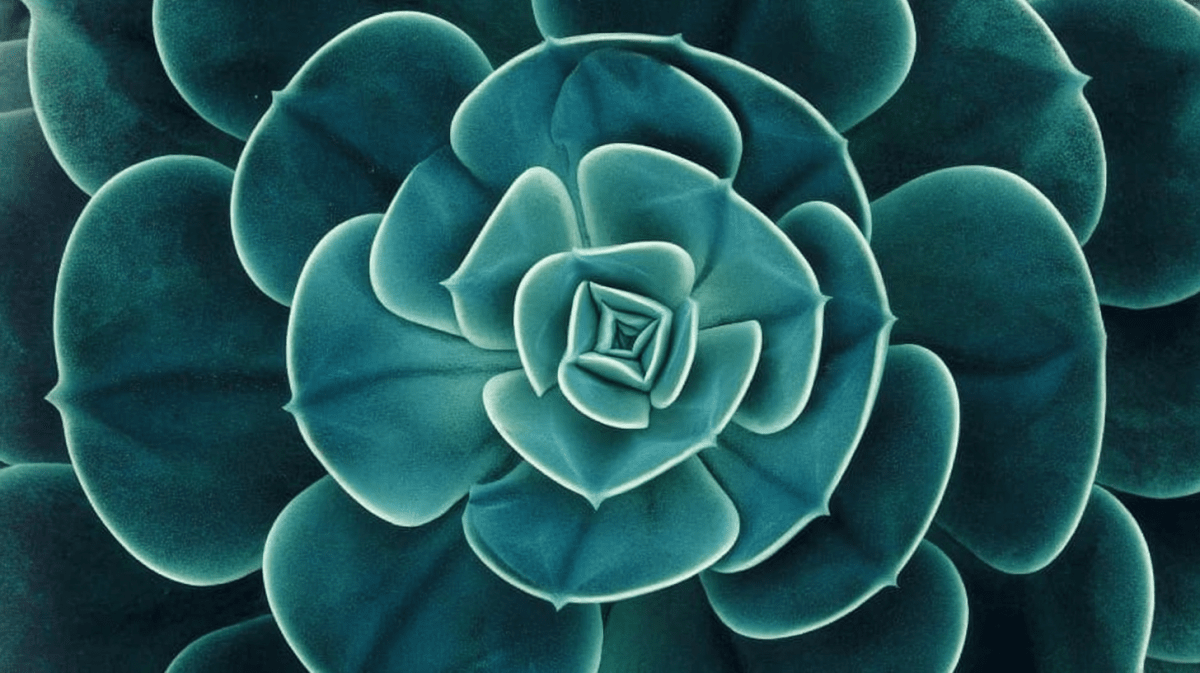 Succulent Echo