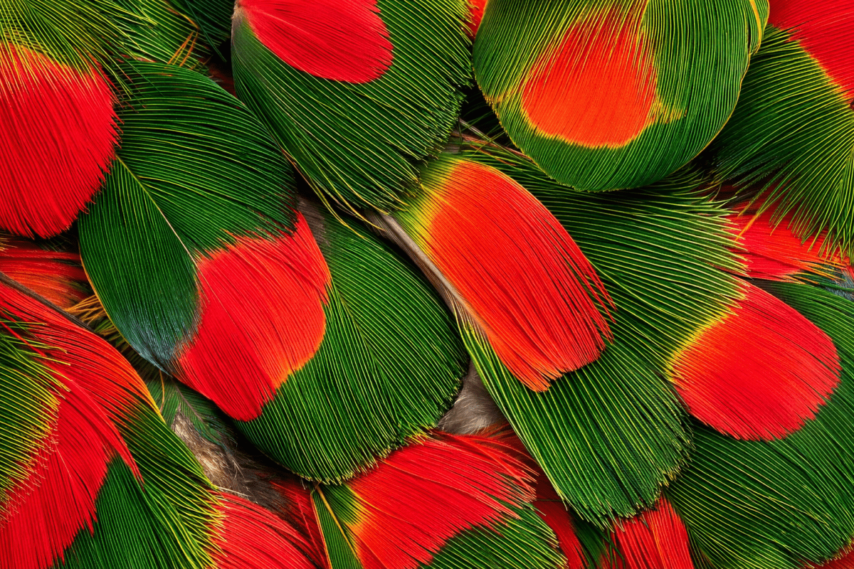 Wisping Plumage Tapestry