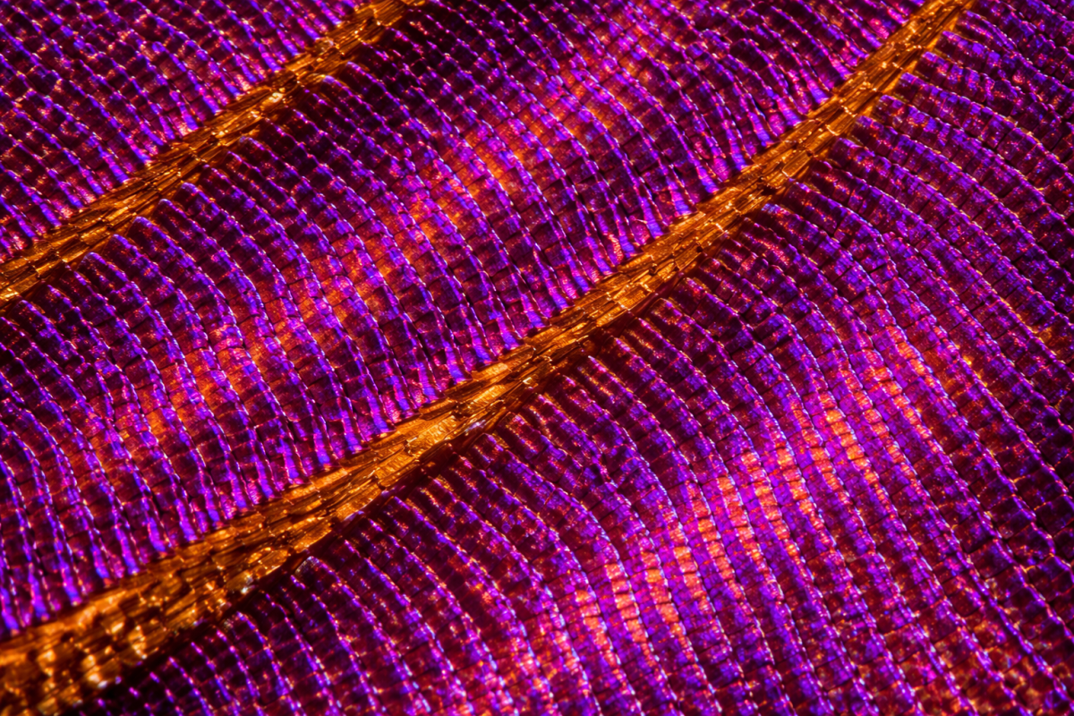 Silken Veil
