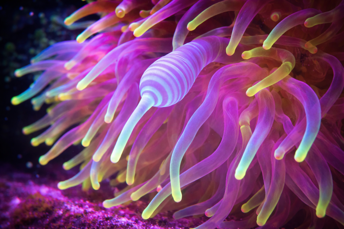 Coral Veil