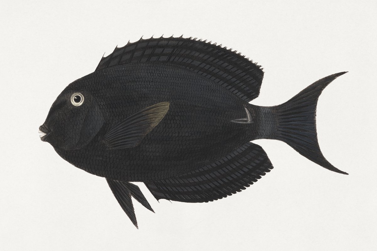 Midnight Fin