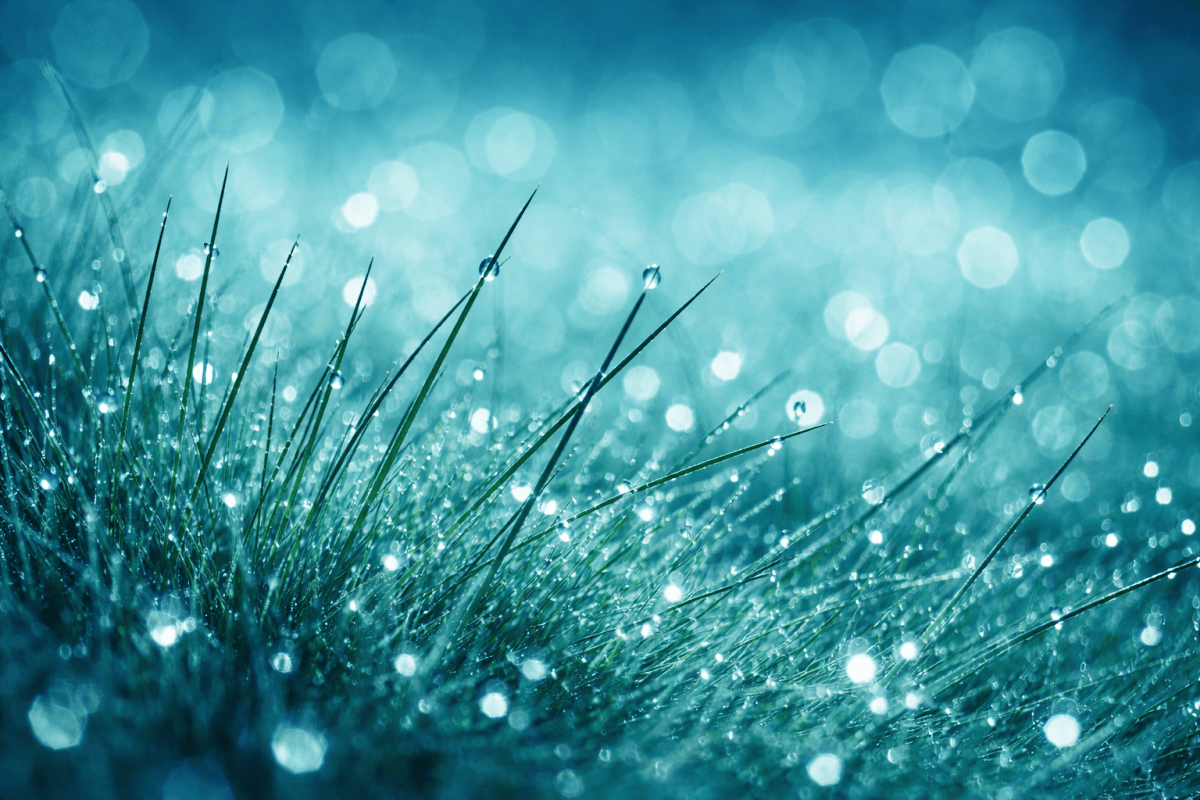 Glacial Meadow