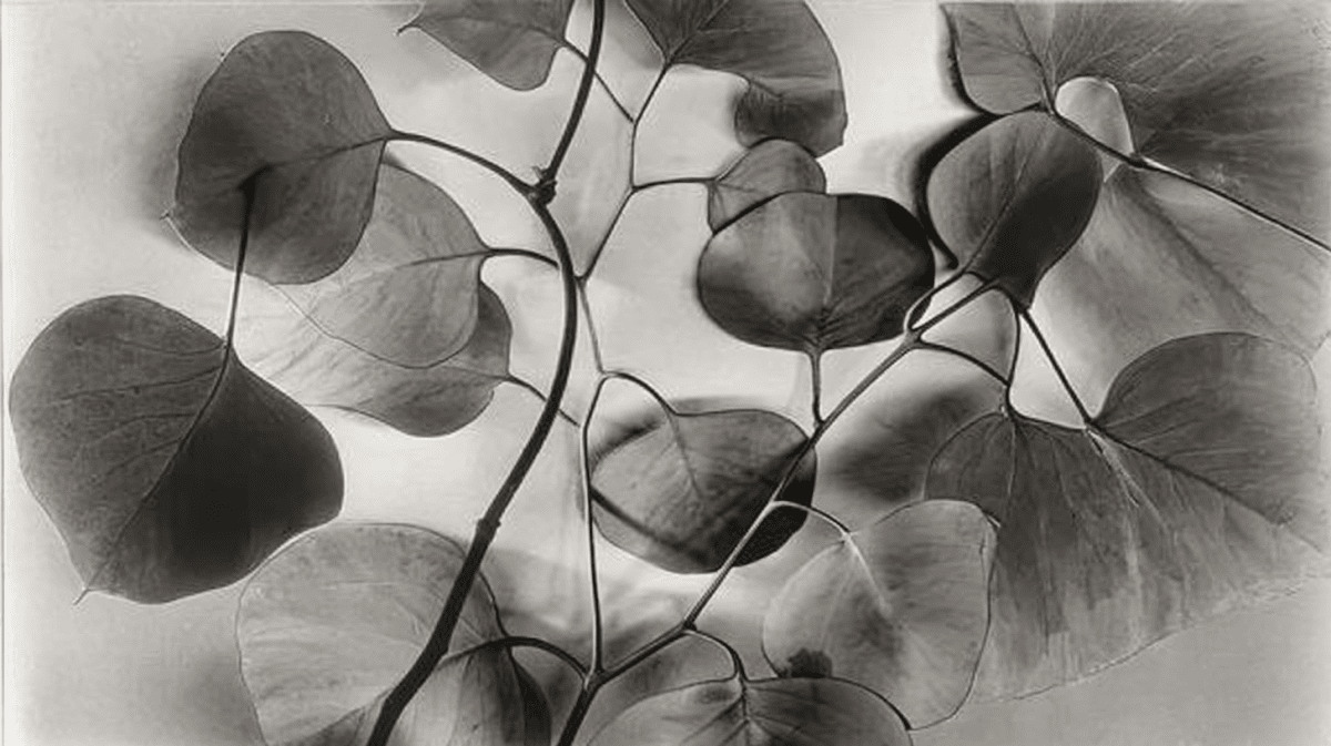 Ethereal Canopy