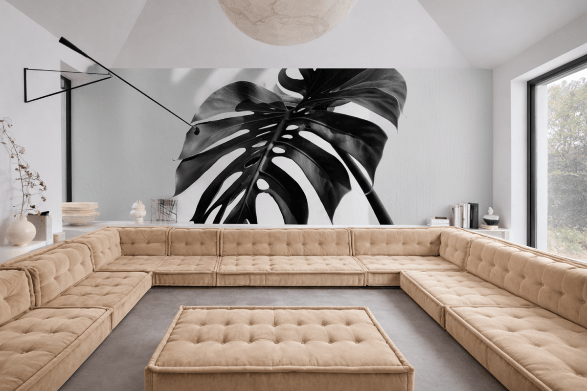 Monstera Shadow Ii