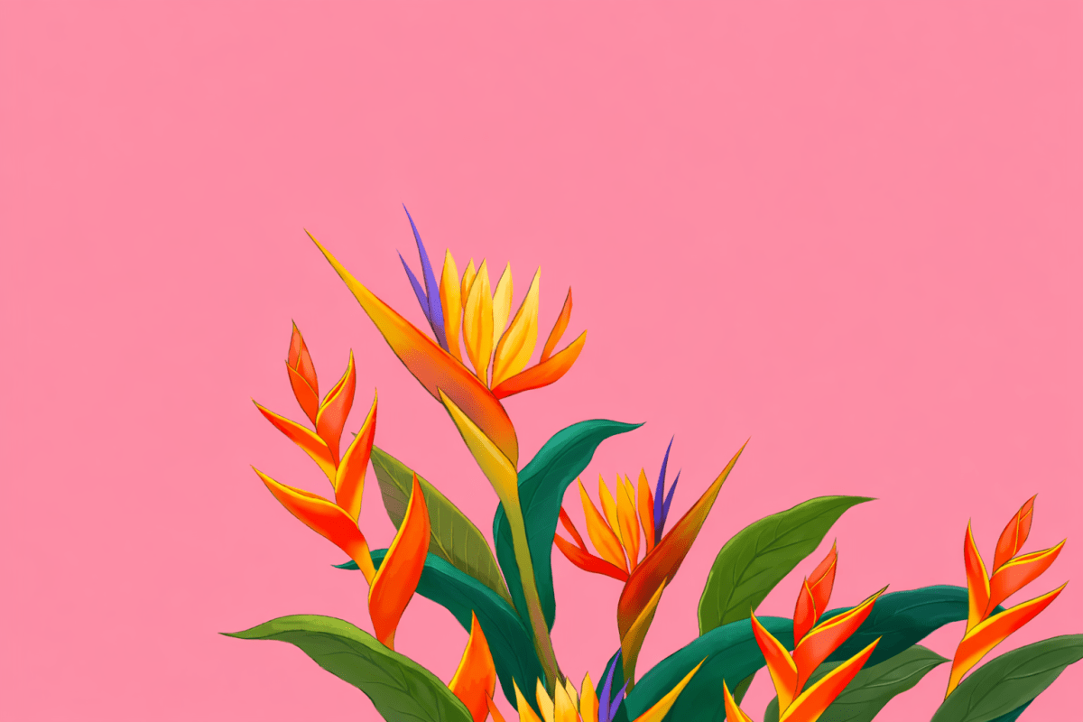 Birds Of Paradise