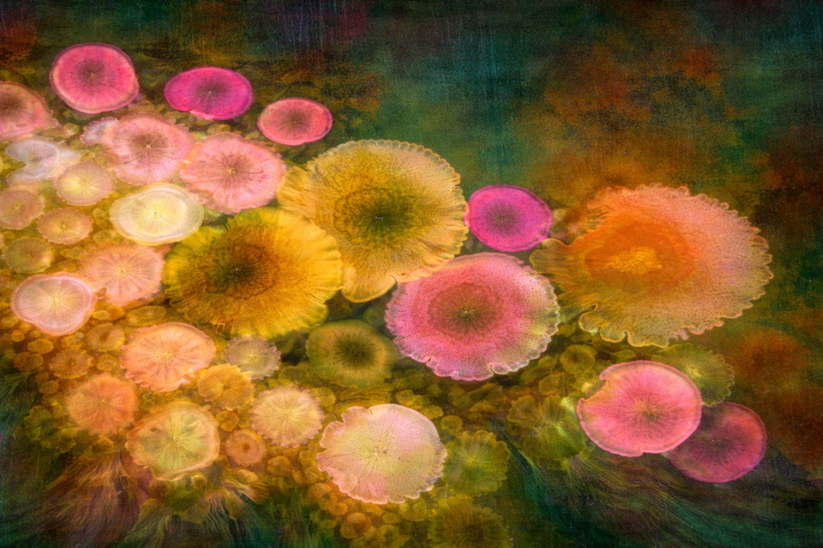 Mist Blossoms Repose