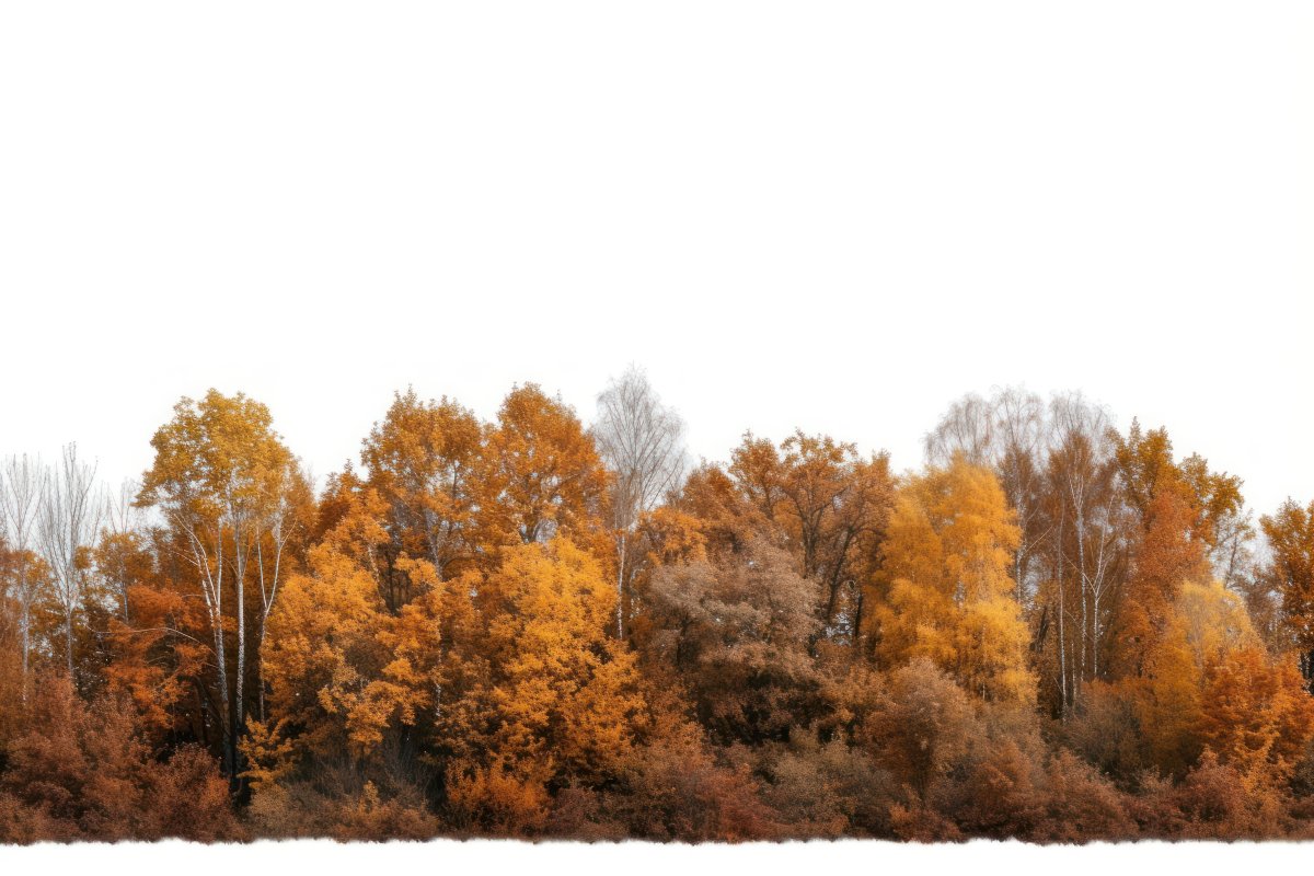 Amber Grove