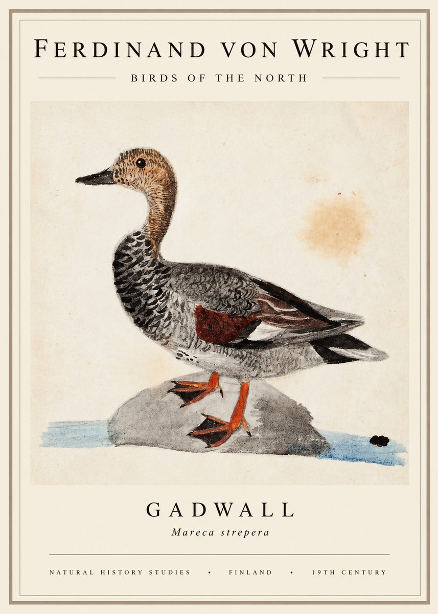 Ferdinand von Wright Duck on a Rock No3 - Plakat