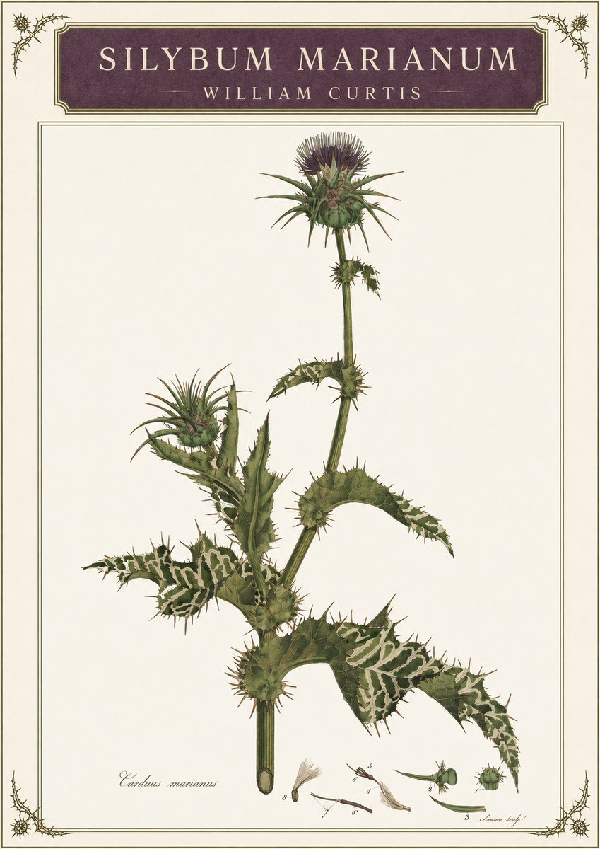 William Curtis Silybum Marianum No3 - Plakat