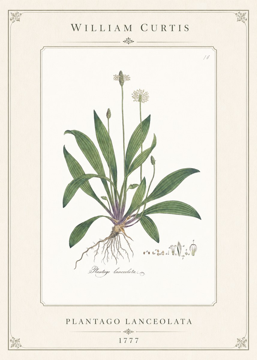 William Curtis Plantago Lanceolata I No1 - Plakat