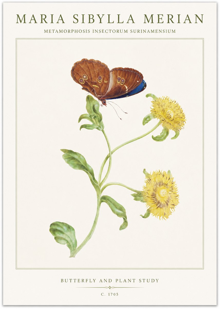 Maria Sibylla Merian Butterfly and Plant Study No1 - Plakat