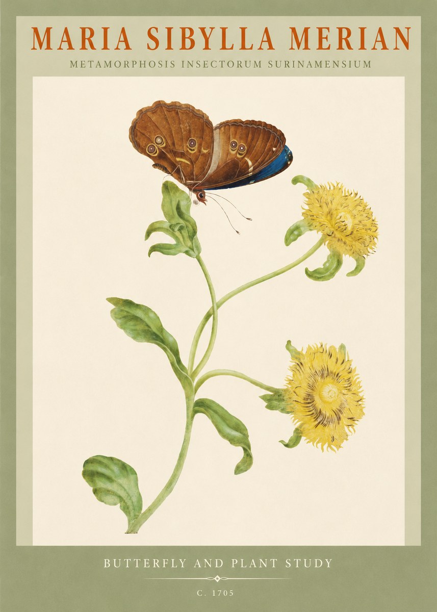 Maria Sibylla Merian Butterfly and Plant Study No2 - Plakat