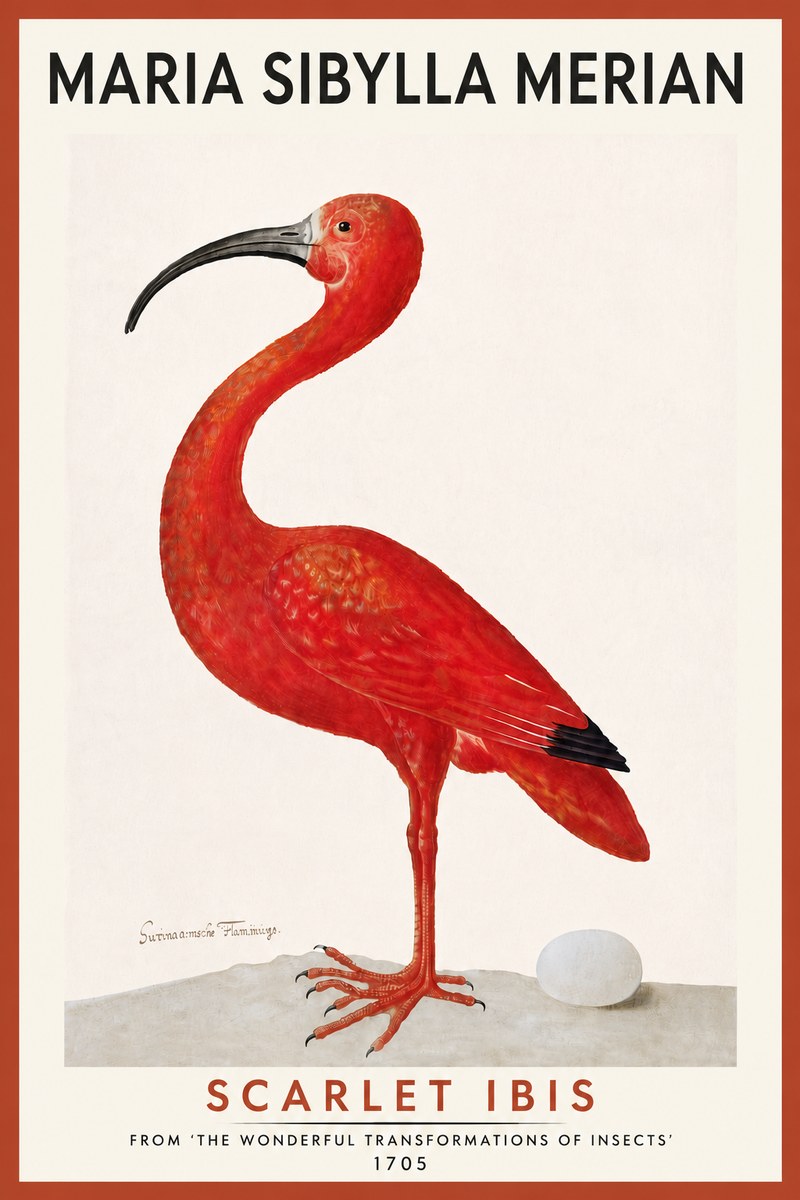 Maria Sibylla Merian Scarlet Ibis No5 - Plakat