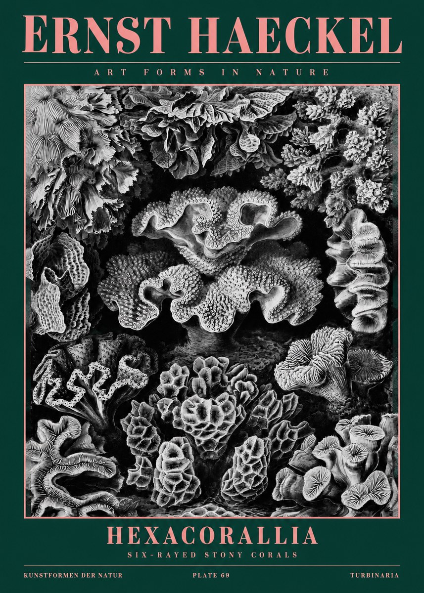 Ernst Haeckel Hexacorallia No2 - Plakat