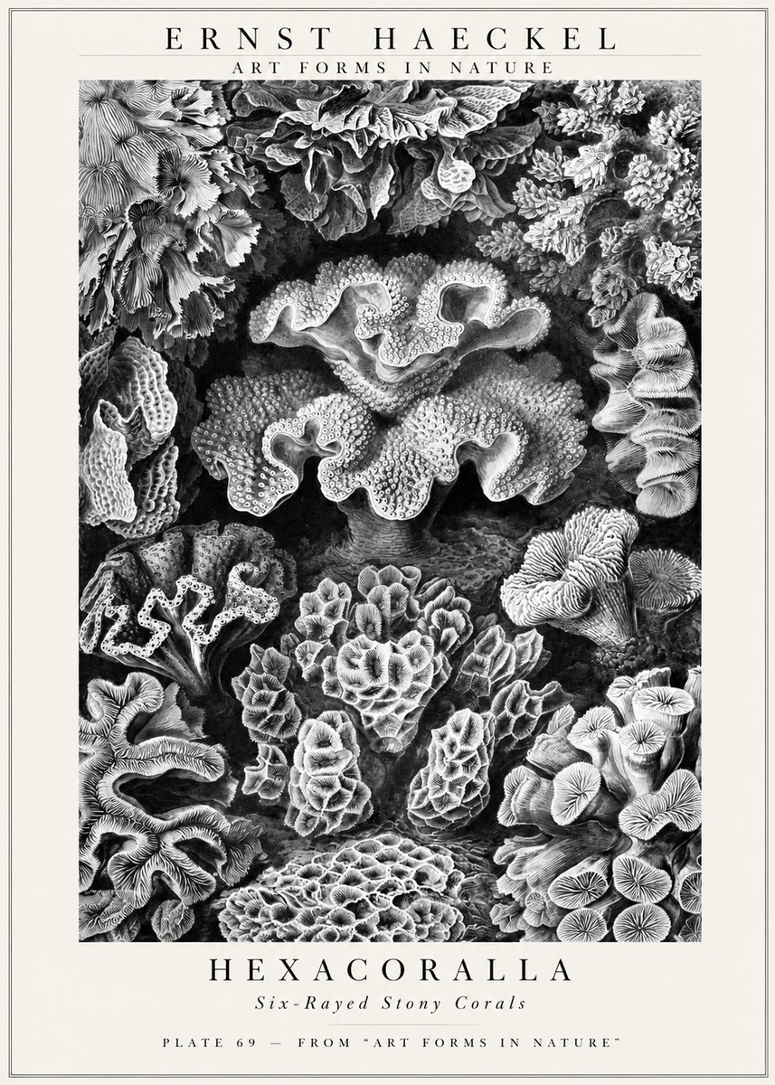 Ernst Haeckel Hexacorallia No3 - Plakat