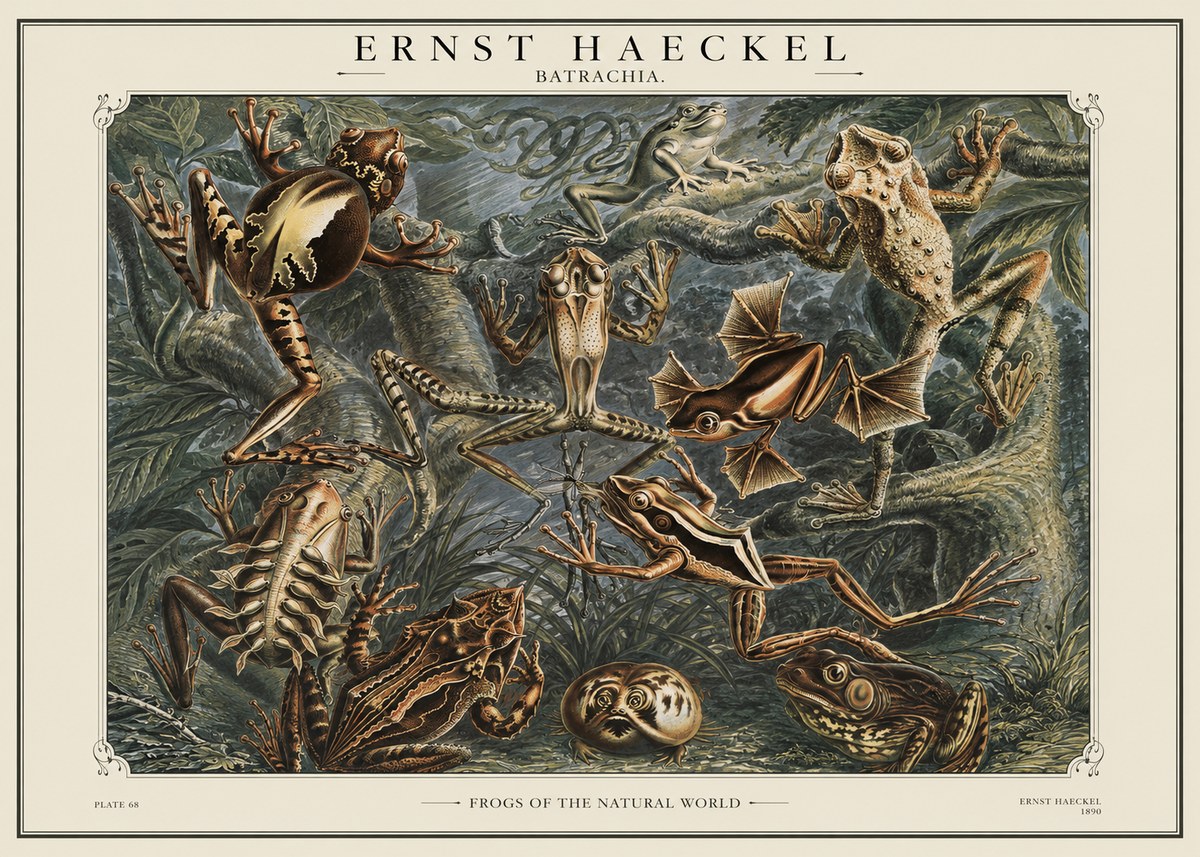 Ernst Haeckel Frogs of the Natural World No1 - Plakat