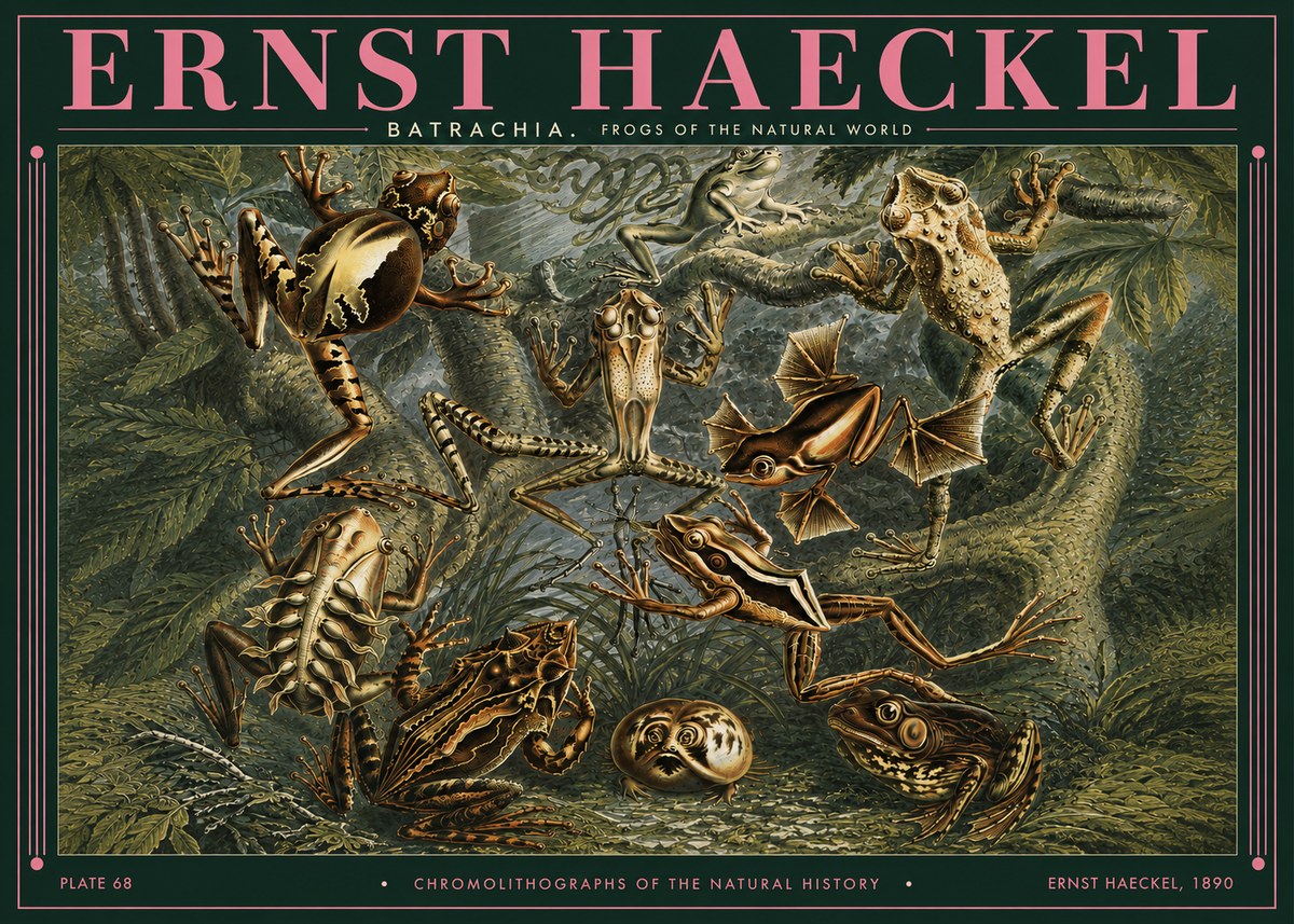 Ernst Haeckel Frogs of the Natural World No3 - Plakat