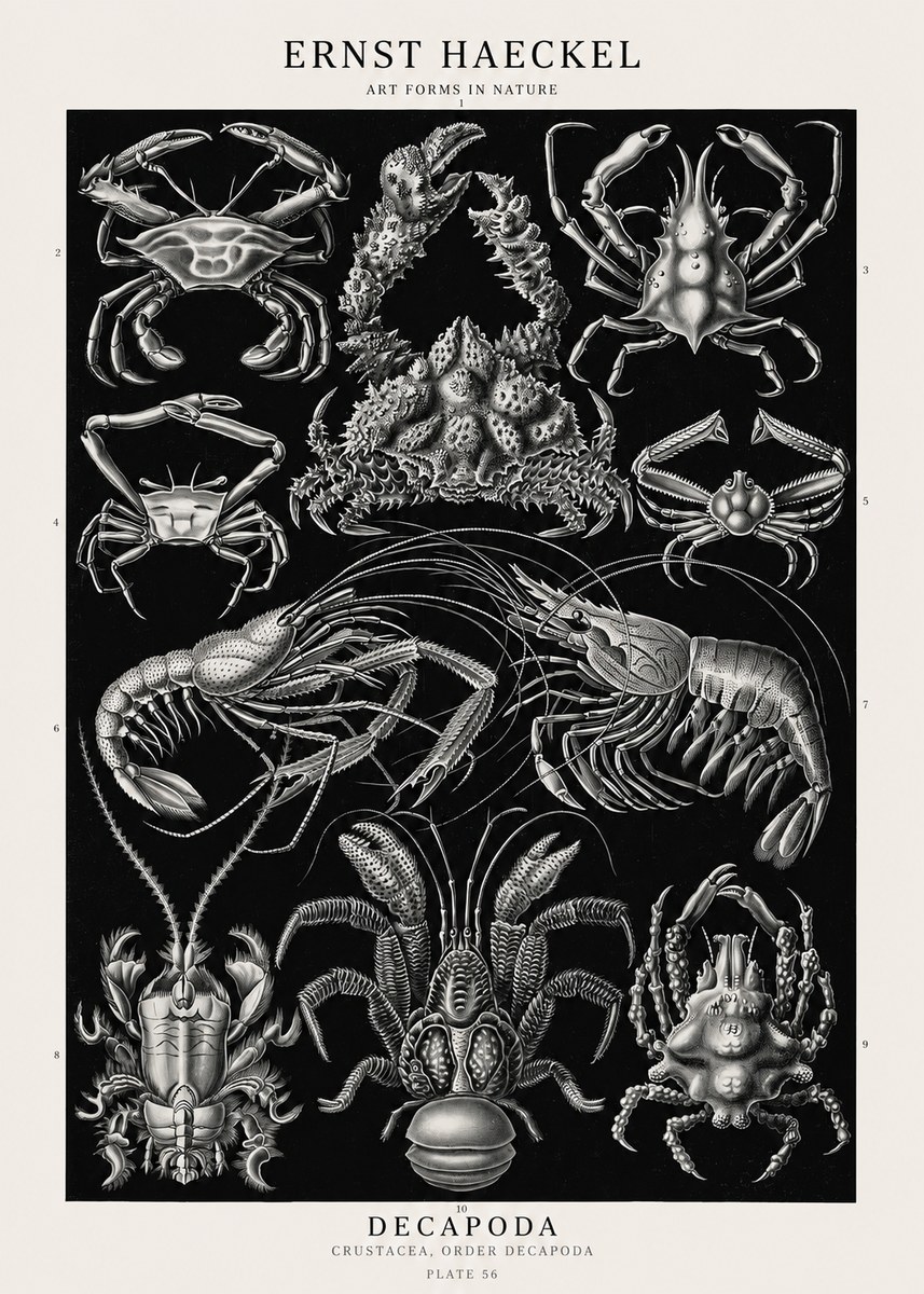Ernst Haeckel Decapoda Brachyura and Macrura Plate 86 No3 - Plakat