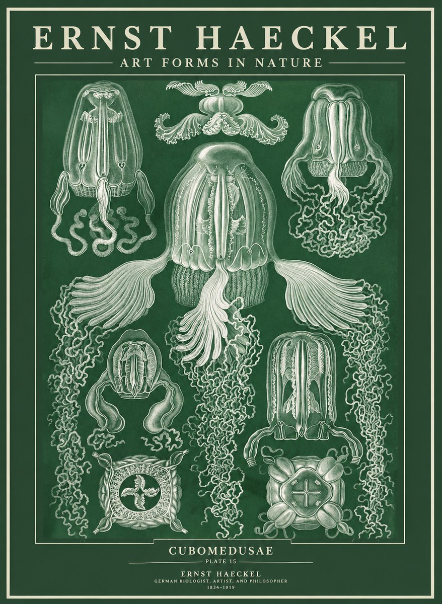 Ernst Haeckel Cubomedusae No3 - Plakat