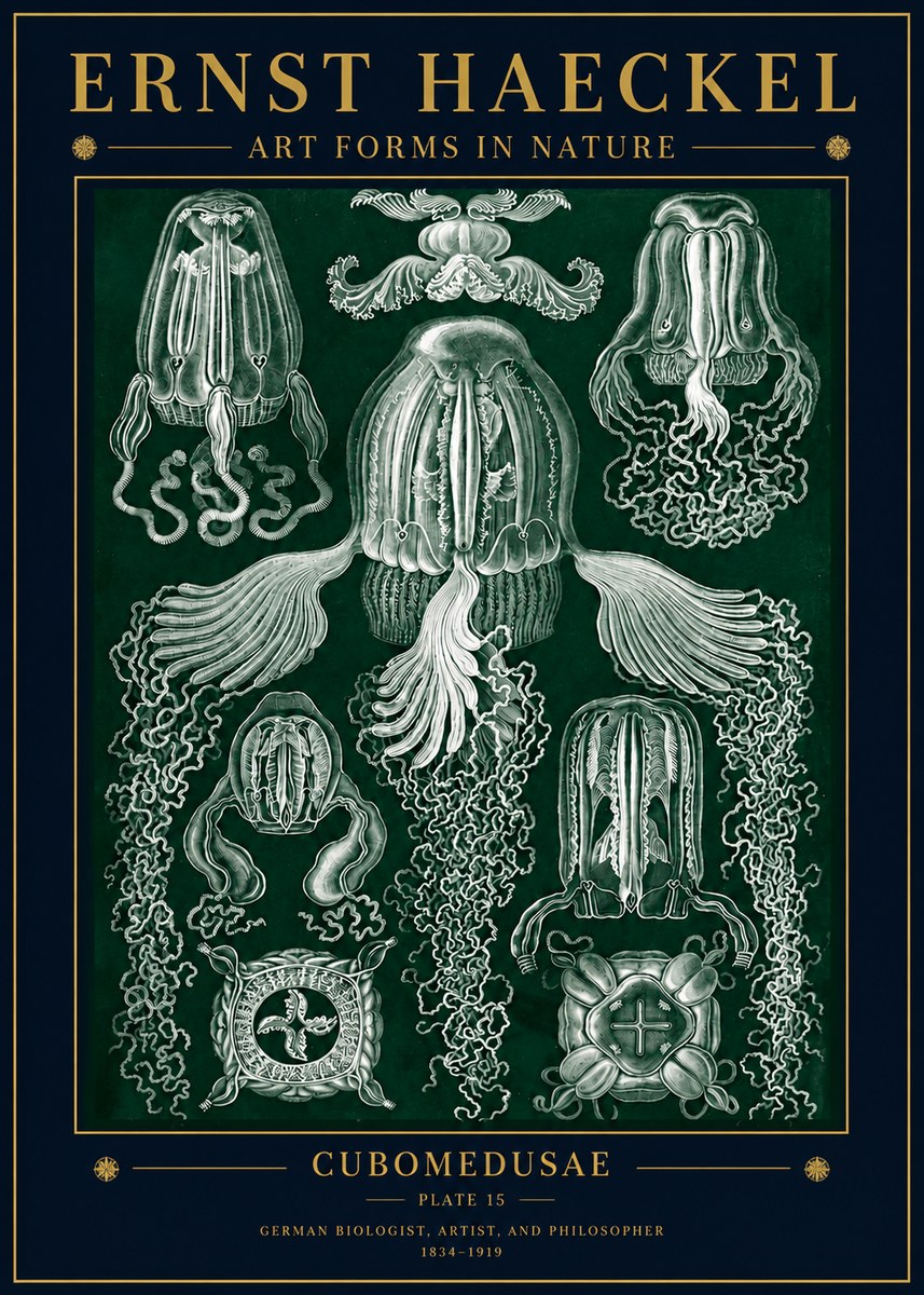 Ernst Haeckel Cubomedusae No5 - Plakat