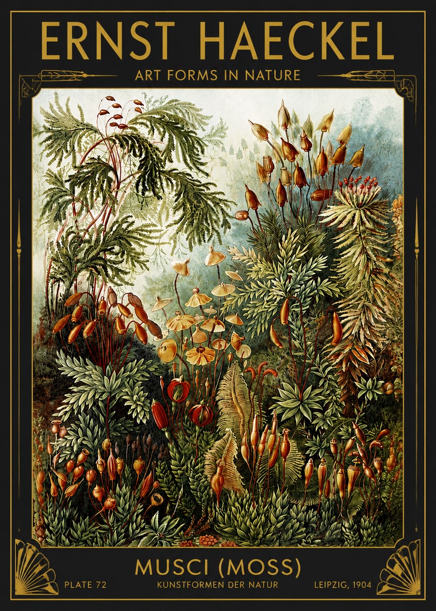 Ernst Haeckel Musci (Moss) No4 - Plakat