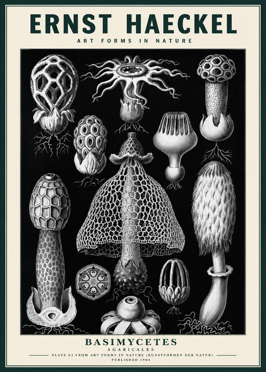 Ernst Haeckel Basimycetes Agaricales No3 - Plakat