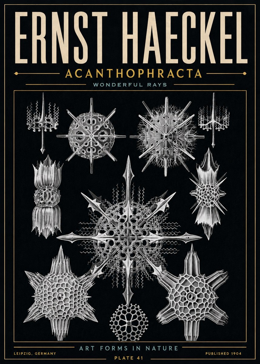 Ernst Haeckel Acanthophracta - Wonderful Rays No6 - Plakat