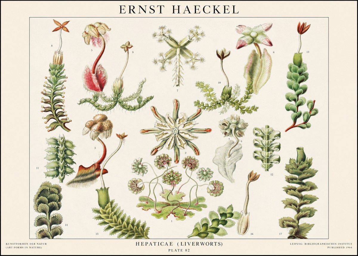 Ernst Haeckel Hepaticae (Liverworts) - Plate 82 No1 - Plakat