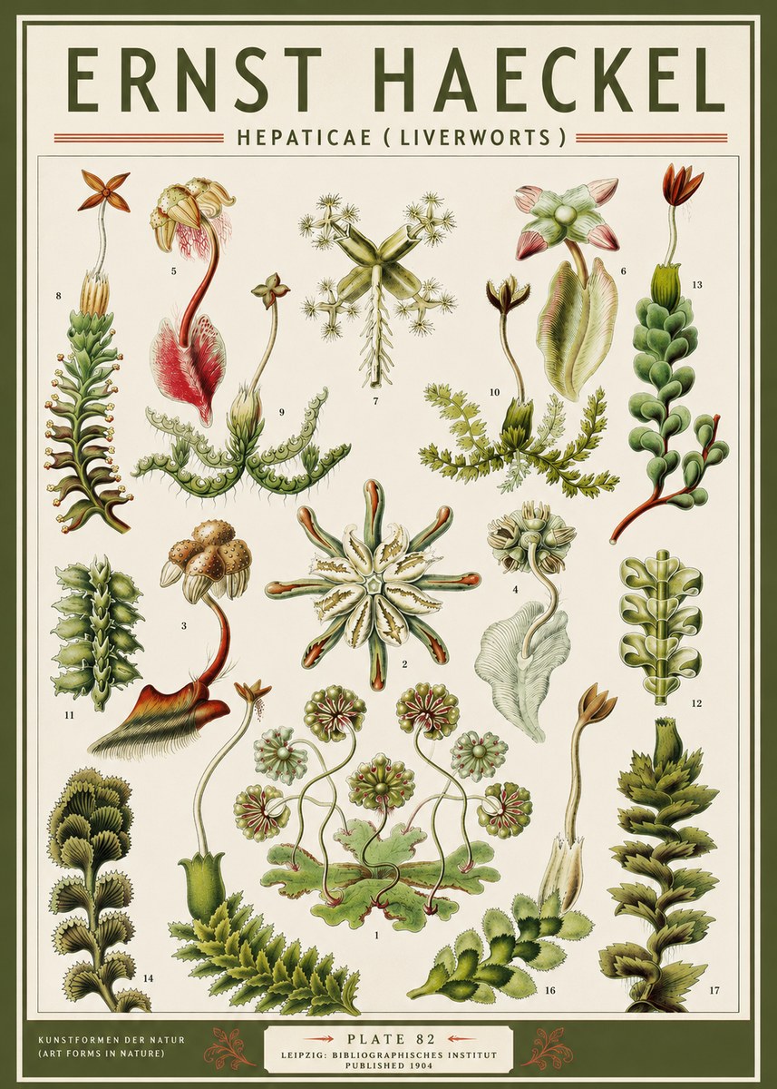 Ernst Haeckel Hepaticae (Liverworts) - Plate 82 No3 - Plakat
