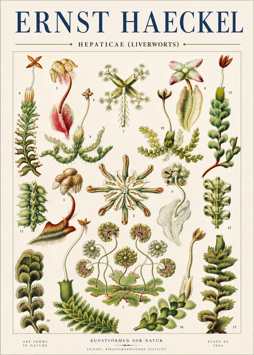 Ernst Haeckel Hepaticae (Liverworts) - Plate 82 No4 - Plakat