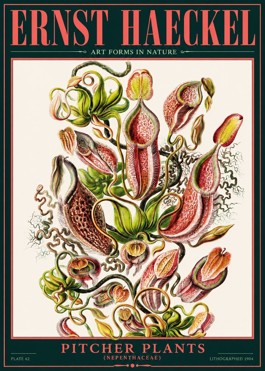Ernst Haeckel Pitcher Plants No2 - Plakat