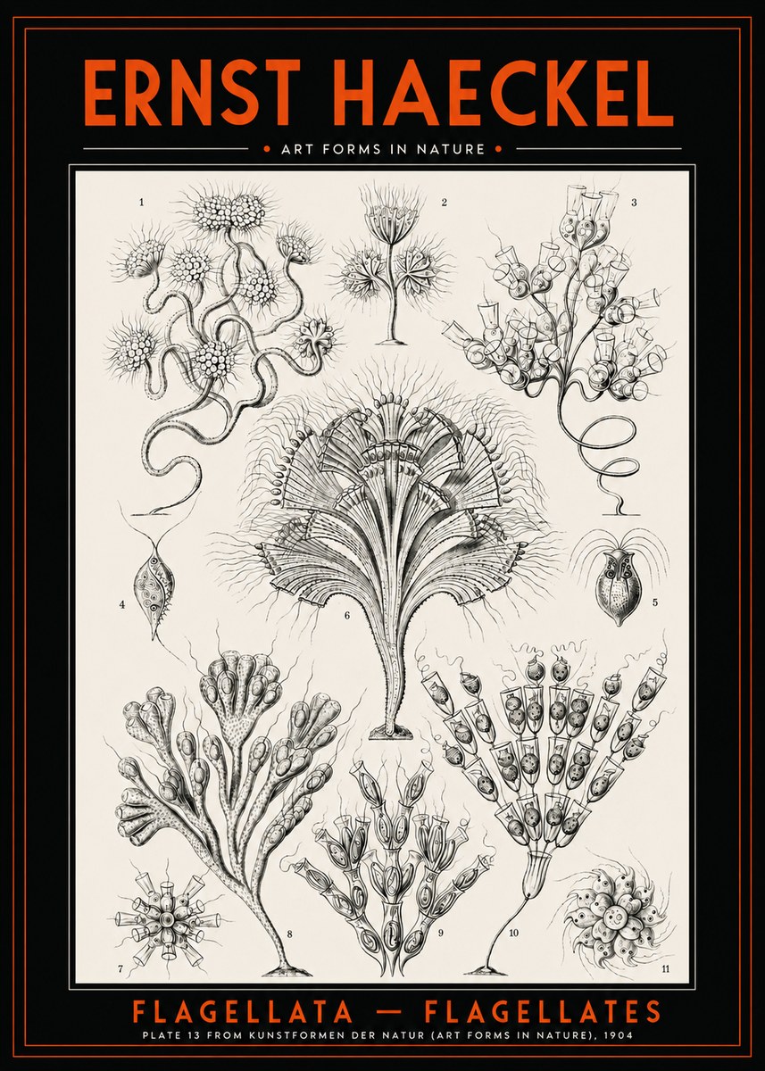 Ernst Haeckel Flagellata - Flagellates No2 - Plakat