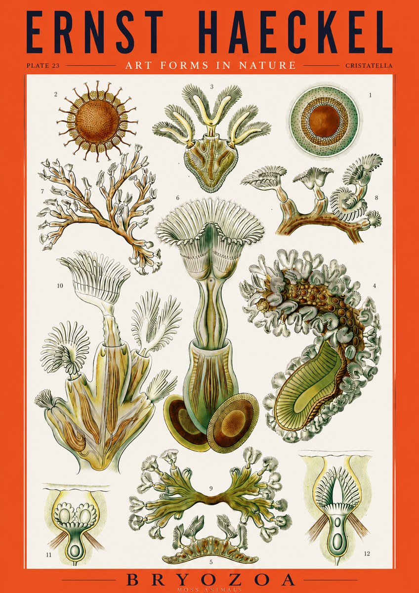 Ernst Haeckel Cristatella No3 - Plakat