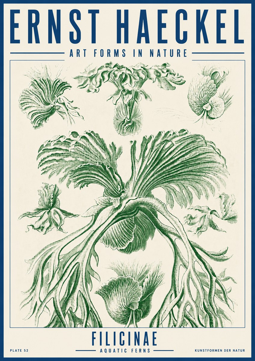 Ernst Haeckel Filicinae No5 - Plakat