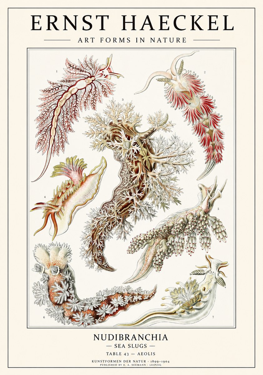 Ernst Haeckel Nudibranchia – Sea Slugs No3 - Plakat