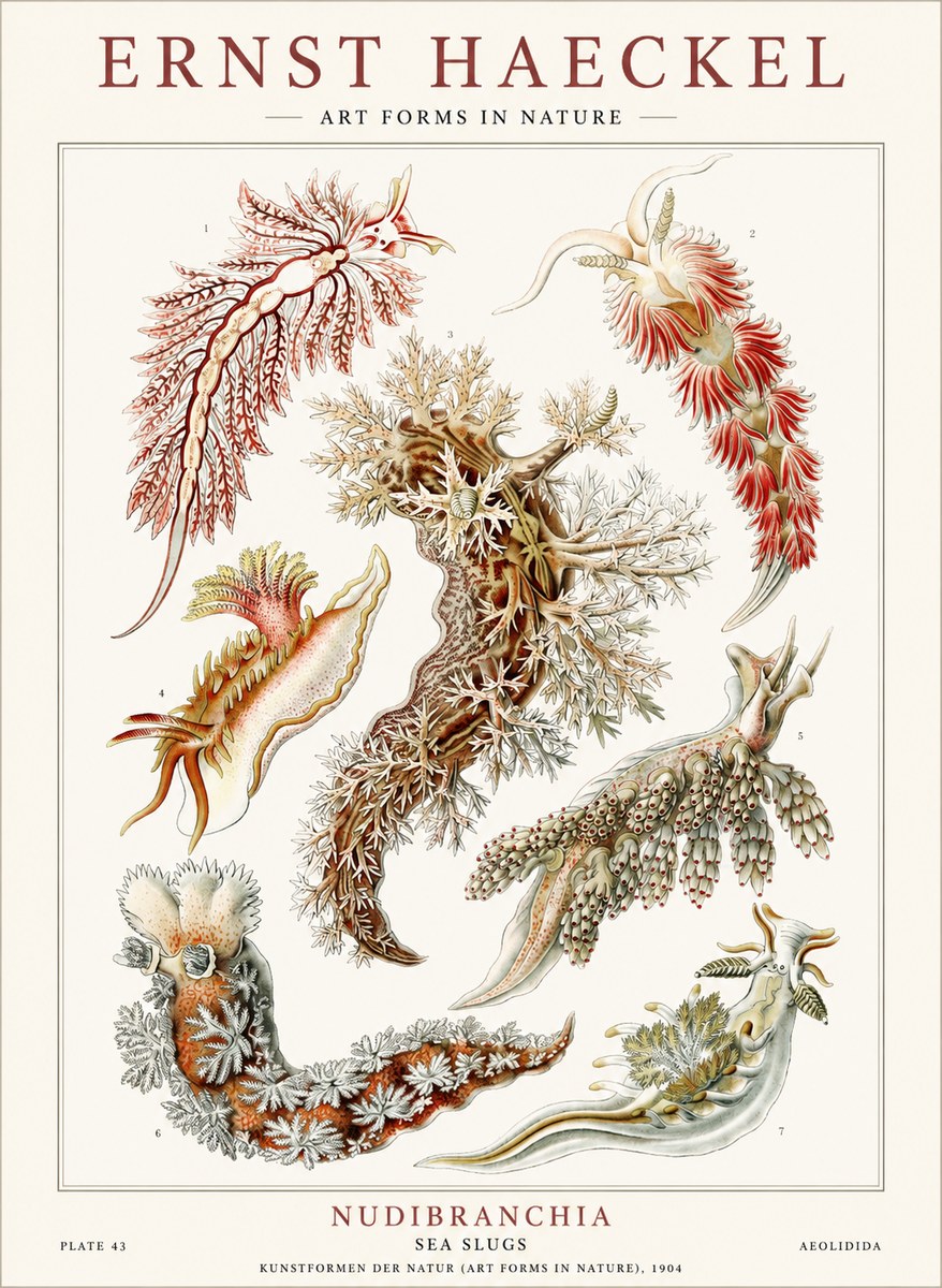 Ernst Haeckel Nudibranchia – Sea Slugs No4 - Plakat