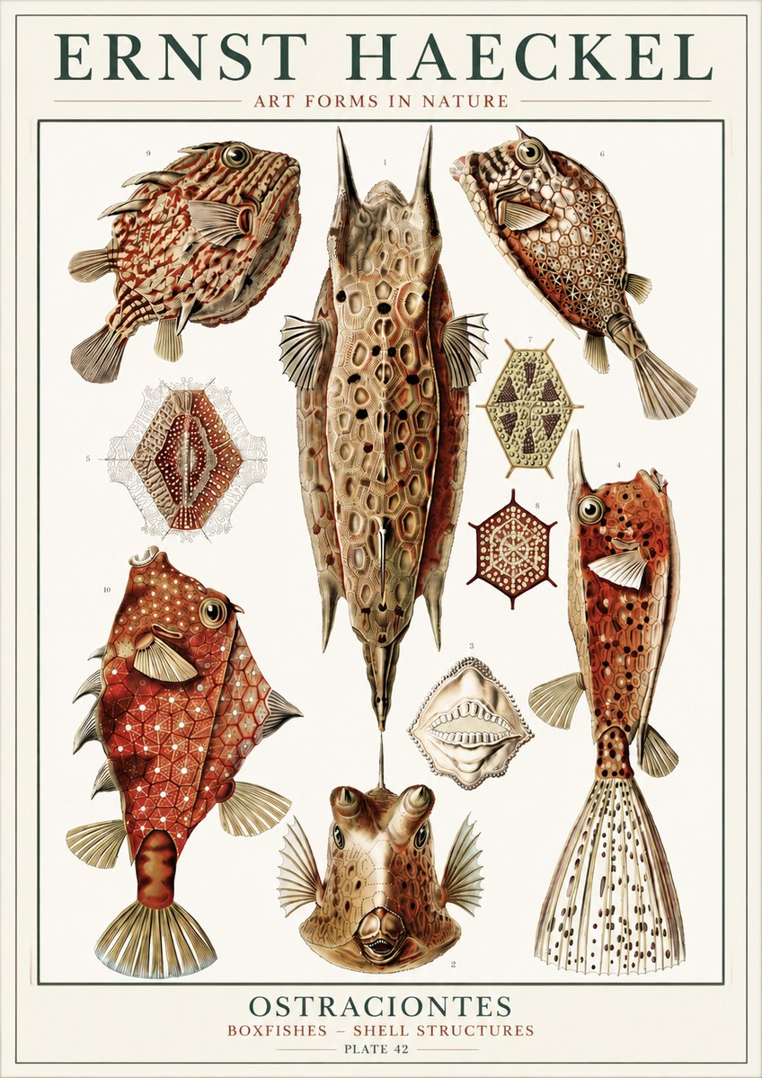 Ernst Haeckel Ostracodes Crustacea No6 - Plakat