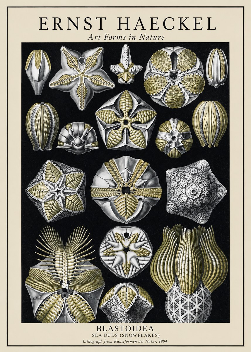 Ernst Haeckel Blastoidea Sea Buds (Snowflakes) No1 - Plakat