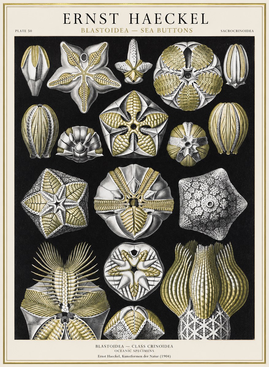 Ernst Haeckel Blastoidea Sea Buds (Snowflakes) No4 - Plakat