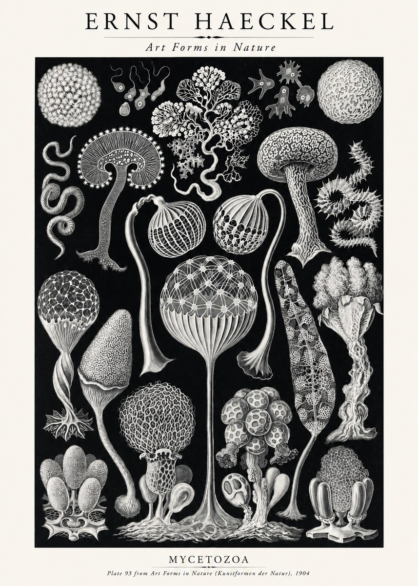 Ernst Haeckel Mycetozoa No2 - Plakat
