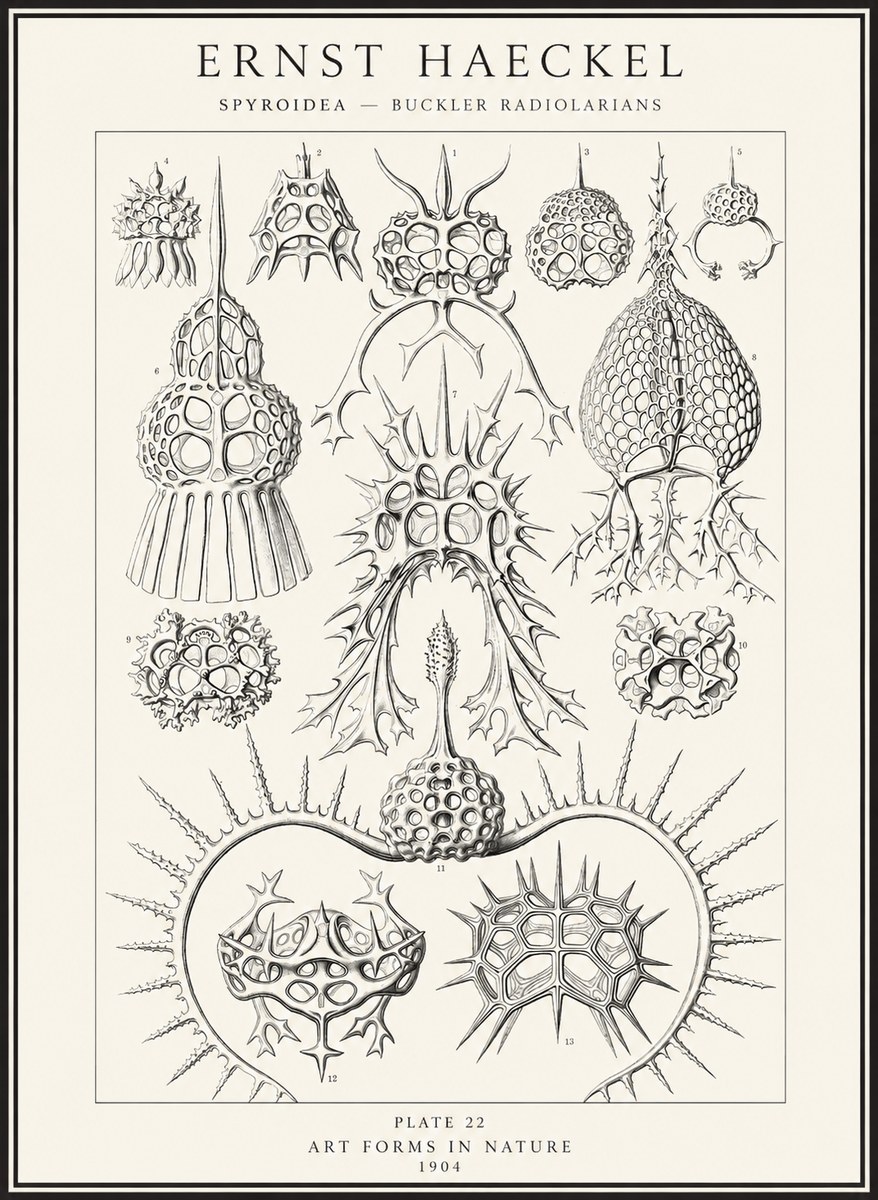 Ernst Haeckel Spyroidea - Puffball Radiolarians - Plate 22 No4 - Plakat
